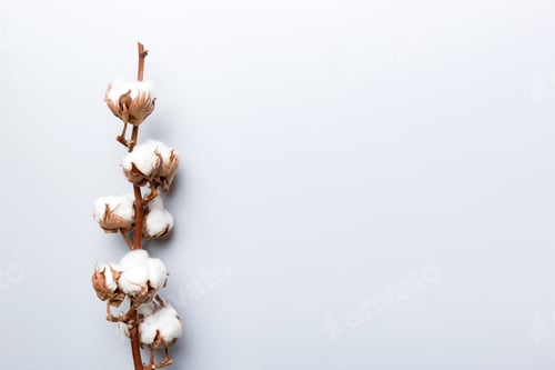 Preview: Autumn Floral composition. Dried white fluffy cotton flower branch top view