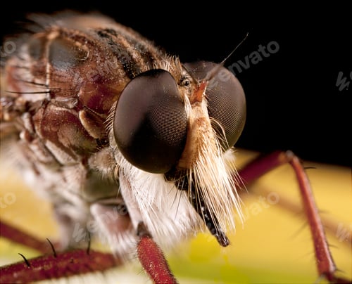 Preview: robberfly