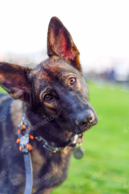 Preview: Cocked head German Shepherd