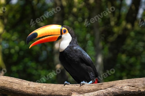 Preview: Toco Toucan bird (Ramphastos toco)