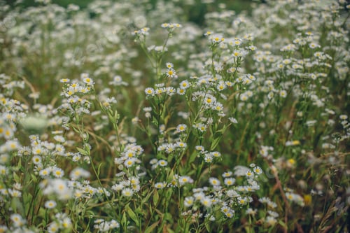 Preview: Selective focus shot of Frost aster flowers growing in the field