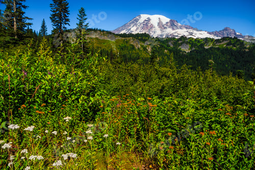 Preview: Imposing Mt Rainier In Mt Rainier National Park, Washington