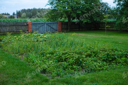 Preview: Green countryside garden.
