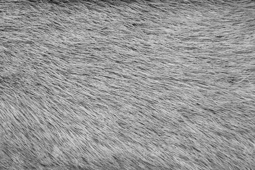Preview: Fur Texture Of Gray Color For Abstract Backgrounds