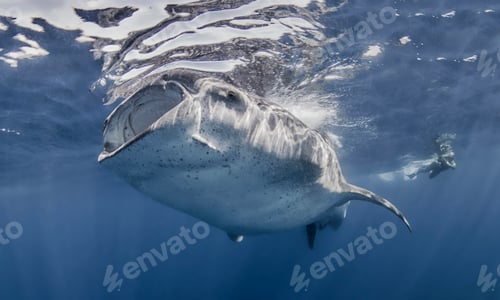 Preview: Whale Shark with photographer