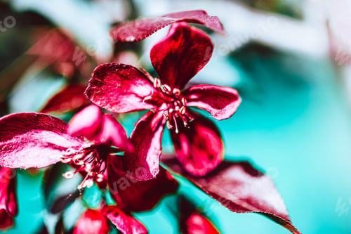 Preview: Blooming pink apple tree branches in spring