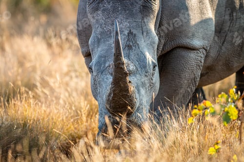 Preview: Close up of a White rhino head.