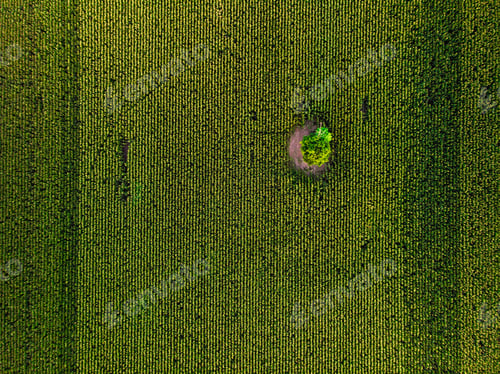 Preview: Aerial drone top view of cultivated green corn field with lonely tree, abstract texture