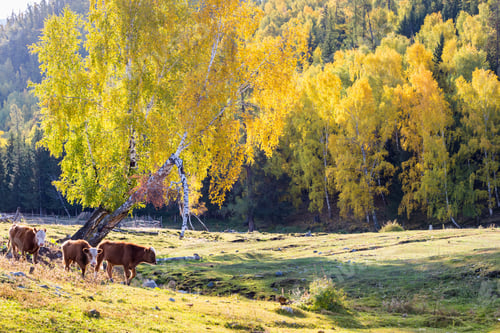 Preview: xinjiang baihaba villages in autumn