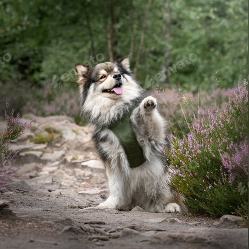 Preview: Portrait of a young Finnish Lapphund dog