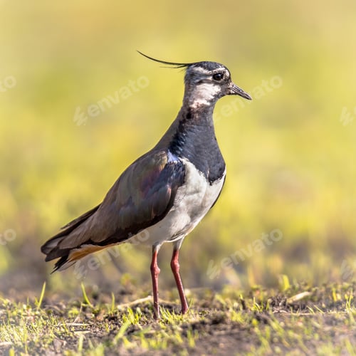 Preview: Northern Lapwing standing close up