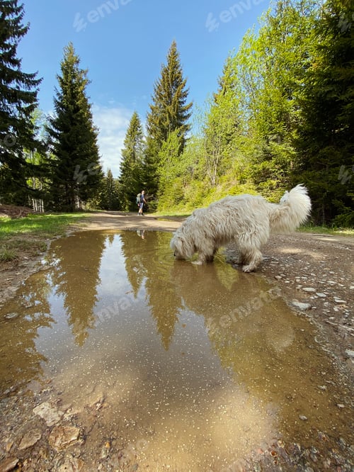 Preview: Dog drinking water from a puddle while hiking with his owner