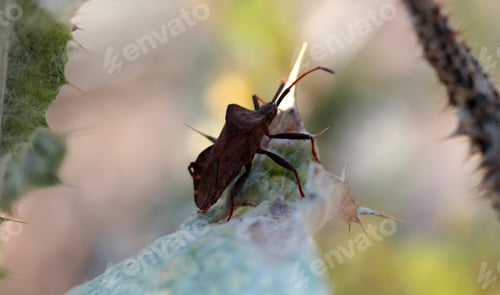Preview: Weevil beetle on thorn. Nature background.