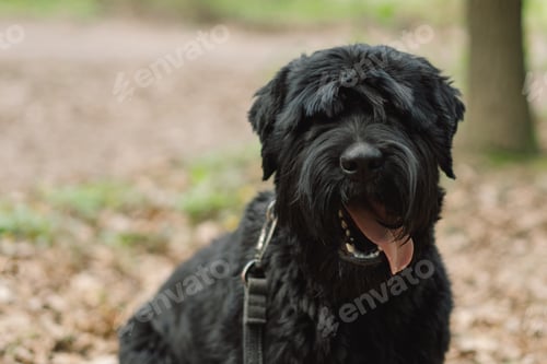Preview: Big black dog. Dog in an outdoor. Spring walk with a dog. Water rescue dog.
