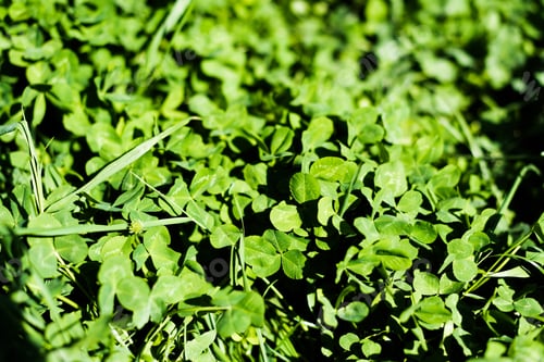 Preview: Green clover leaves on summer meadow