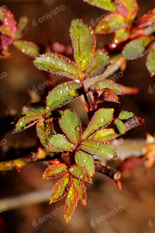 Preview: Close Up Photograph Of Springtime Growth On A Rose Bush With Raindrops On The Leaves. Selective