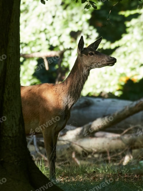 Preview: Red deer (Cervus elaphus)