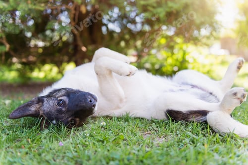 Preview: Happy dog lying on back in grass with extending paw