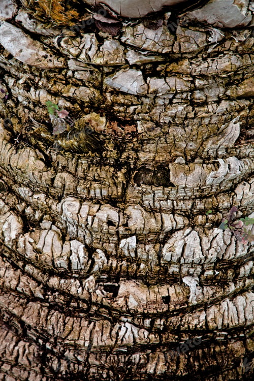 Preview: palm tree trunk