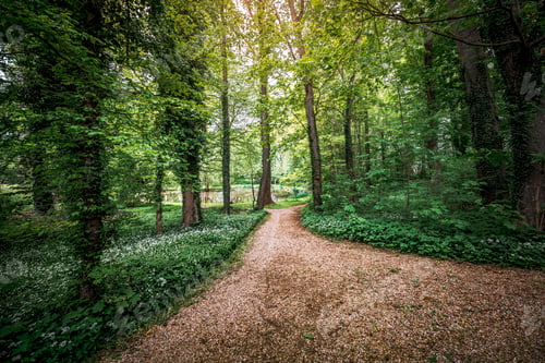 Preview: Beautiful view of a road a forest with green trees and plants