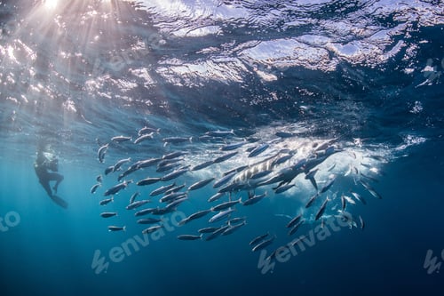 Preview: Striped marlin hunting mackerel and sardines, photographed by diver