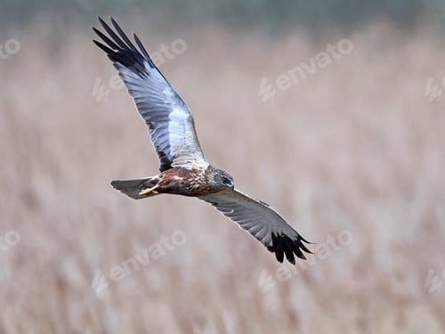 Preview: Western marsh harrier (Circus aeruginosus)