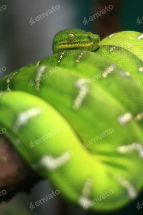 Preview: Green Tree Snake - Vancouver, Canada