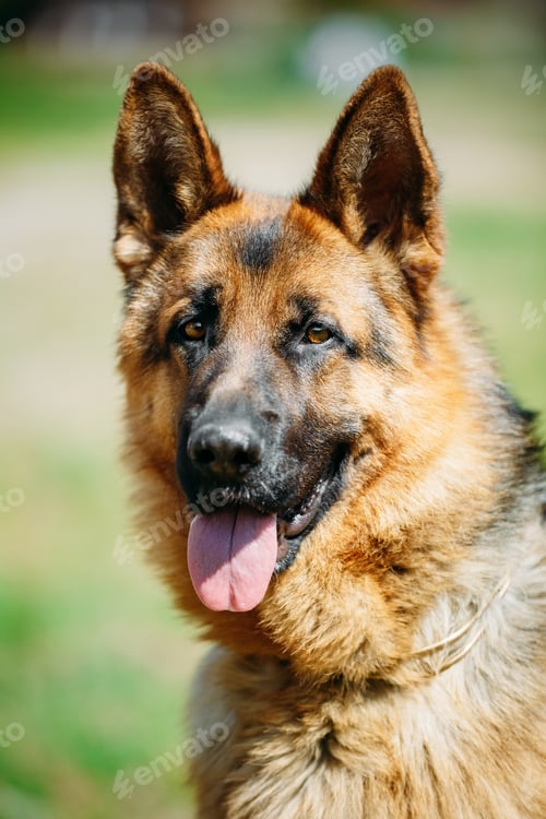 Preview: German Shepherd Dog Close Up. Alsatian Wolf Dog Or German Shephe