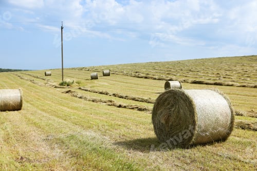 Preview: Hay bales on green grass in field. Space for text