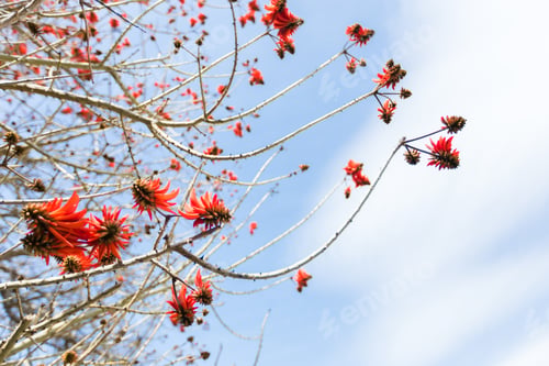 Preview: Great close-up of rambutan hanging on a tree