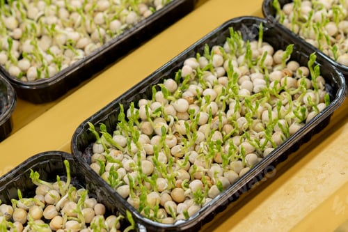 Preview: growing microgreens organic farming concept of pea germination rows of sprouts healthy eco food
