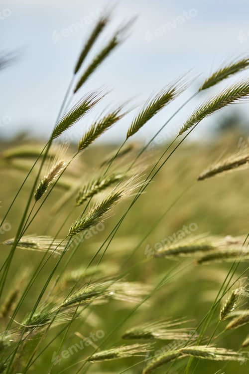Preview: Vertical closeup shot of triticale plants on a blurred background