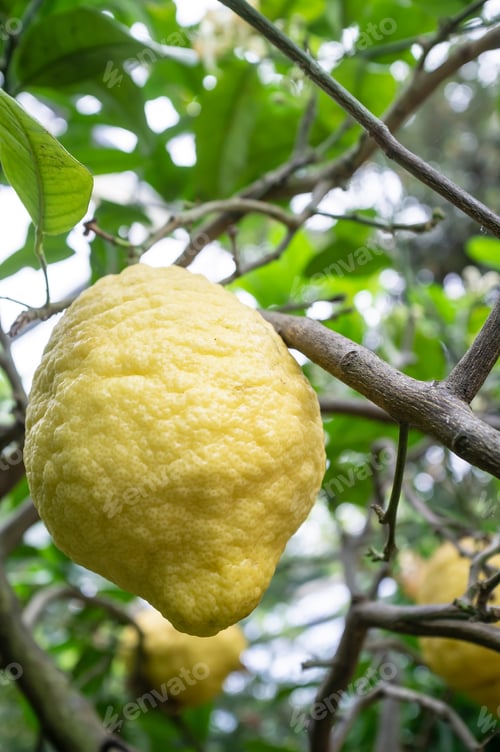 Preview: Ripe citron on a branch with green leaves. Sour yellow citrus fruits.