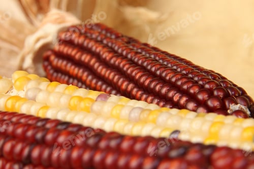 Preview: corn cobs