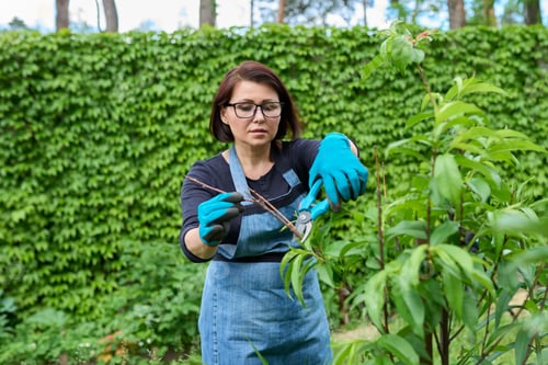 Preview: Woman in gloves with garden pruner doing spring pruning of dry twigs on peach tree