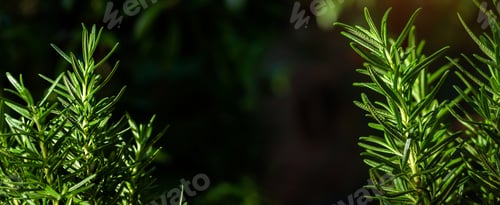 Preview: Fresh Rosemary Herb grow outdoor. Rosemary leaves Close-up.