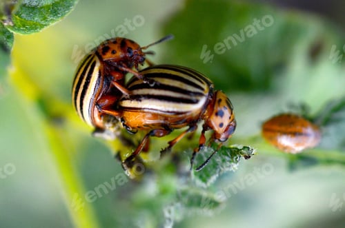 Preview: Colorado bettles having sex on potato green stems