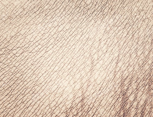 Preview: Rhino skin texture background
