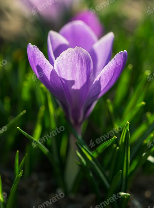 Preview: Saffron field in the early spring in the hills