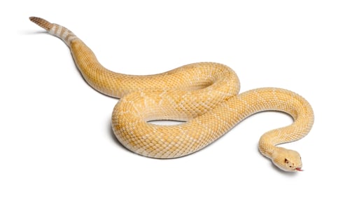 Preview: albinos western diamondback rattlesnake - Crotalus atrox, poisonous, white background