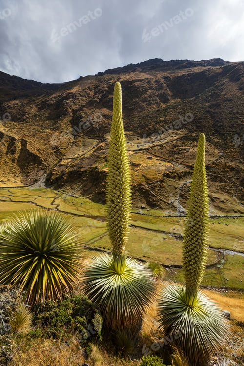 Preview: Puya