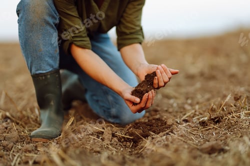 Preview: A young woman farmer holds black soil in hand on an agricultural field. Fertility concept, scaling.