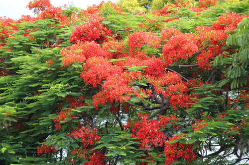 Preview: Red Poinciana tree in bloom