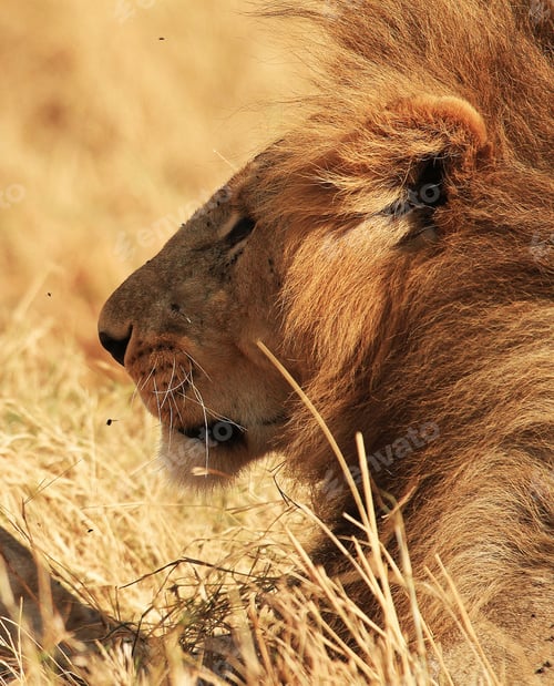 Preview: A Best wildlife destinations in the world