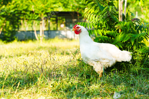Preview: White chicken walking in a sunny green field surrounded by lush plants and trees during daylight