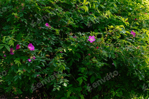 Preview: Wild rose bush with pink flowers in Reykjavik Iceland summer garden