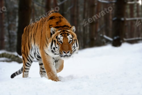 Vista previa: Closeup Adult Tiger en tiempo frío. Nieve de tigre en la naturaleza salvaje de invierno
