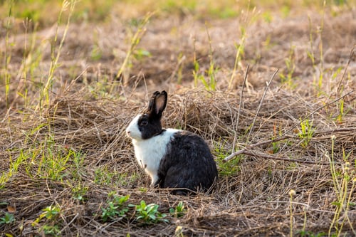 Preview: Happy Easter Bunny with grass at nature. Cute hare.