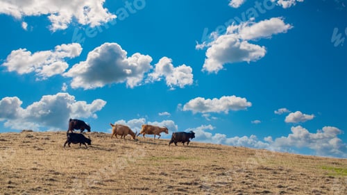 Preview: Goats graze on top of hill