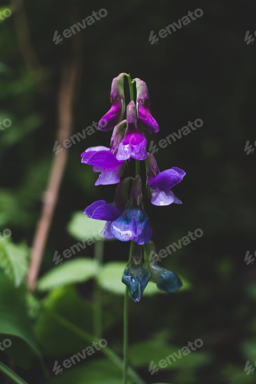 Preview: Purple wildflower moody in Oregon forest